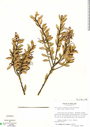 Vaccinium consanguineum